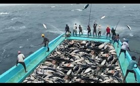 Amazing Fast Tuna Fishing Skill, Catching Fish Big  on The Sea